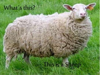 What´s this?
This is a Sheep
 