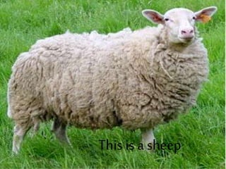 This is a sheep
 