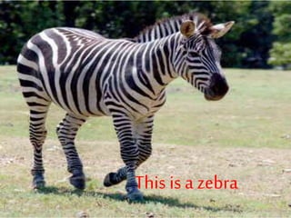 This is a zebra
 