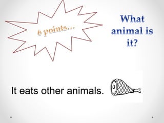 It eats other animals.
 