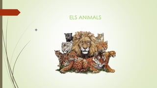 ELS ANIMALS
+
 