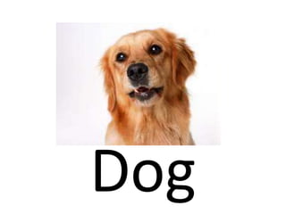 Flashcards: Animals | PPTX