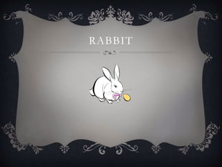 RABBIT
 