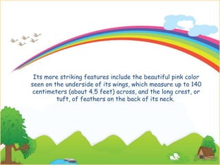 Its more striking features include the beautiful pink color
seen on the underside of its wings, which measure up to 140
centimeters (about 4.5 feet) across, and the long crest, or
tuft, of feathers on the back of its neck.
 