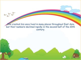 The crested ibis once lived in many places throughout East Asia,
but their numbers declined rapidly in the second half of the 20th
century.
 