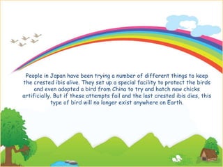 People in Japan have been trying a number of different things to keep
the crested ibis alive. They set up a special facility to protect the birds
and even adopted a bird from China to try and hatch new chicks
artificially. But if these attempts fail and the last crested ibis dies, this
type of bird will no longer exist anywhere on Earth.
 