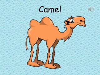 Camel
 