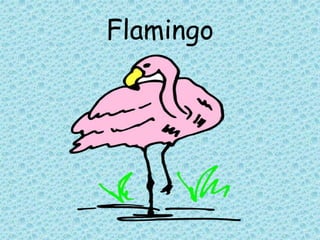 Flamingo
 