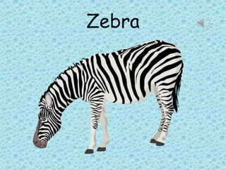 Zebra
 