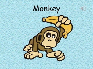 Monkey
 
