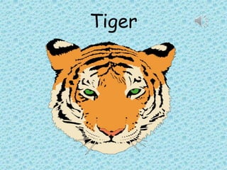 Tiger
 