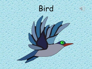 Bird
 