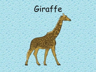 Giraffe
 