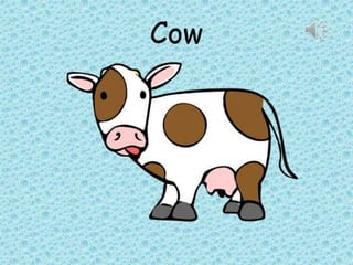 Cow
 