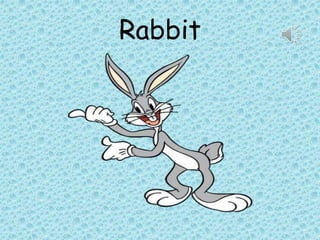 Rabbit
 