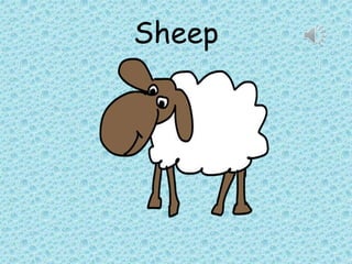 Sheep
 