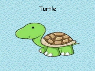 Turtle
 