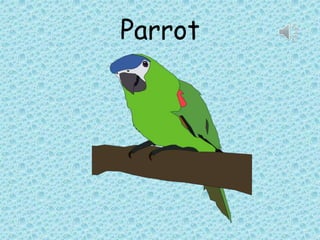 Parrot
 