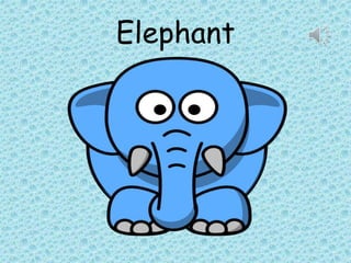 Elephant
 