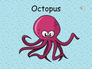 Octopus
 