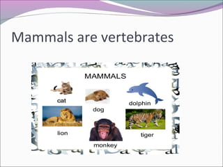 Mammals are vertebrates
 