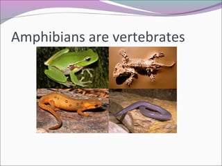 Amphibians are vertebrates
 
