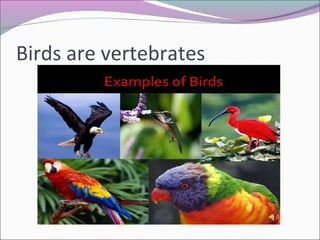 Birds are vertebrates
 