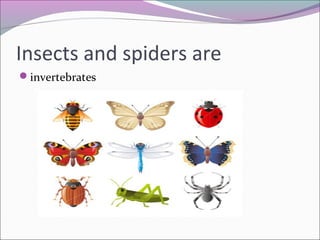 Insects and spiders are
invertebrates
 