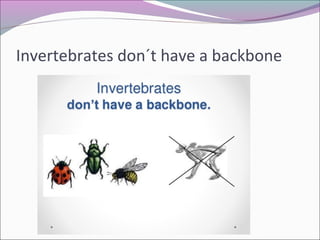 Invertebrates don´t have a backbone
 
