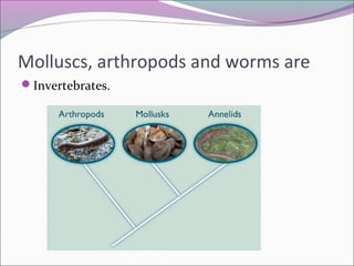Molluscs, arthropods and worms are
Invertebrates.
 