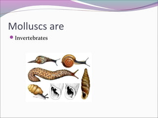 Molluscs are
Invertebrates
 