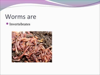 Worms are
Invertebrates
 