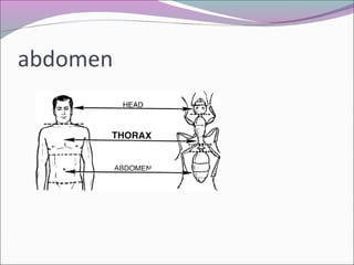 abdomen
 