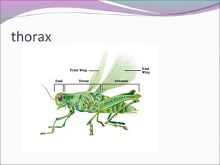 thorax
 