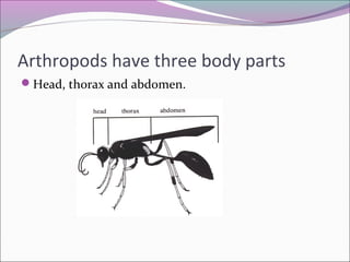 Arthropods have three body parts
Head, thorax and abdomen.
 