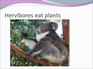 Hervibores eat plants
 