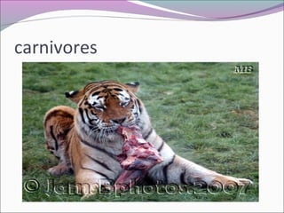 carnivores
 