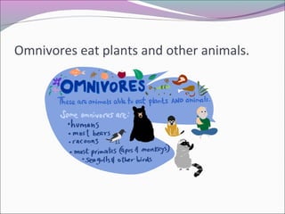 Omnivores eat plants and other animals.
 