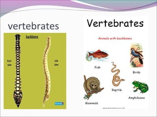 vertebrates
Have a backbone
 