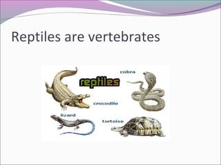 Reptiles are vertebrates
 