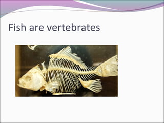 Fish are vertebrates
 
