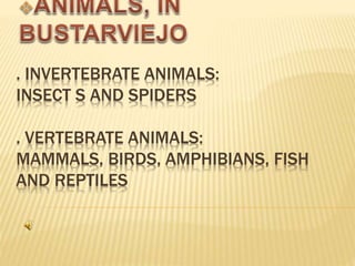 . INVERTEBRATE ANIMALS:
INSECT S AND SPIDERS
. VERTEBRATE ANIMALS:
MAMMALS, BIRDS, AMPHIBIANS, FISH
AND REPTILES
 