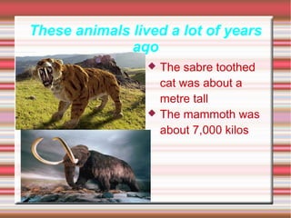 These animals lived a lot of years
ago
 The sabre toothed
cat was about a
metre tall
 The mammoth was
about 7,000 kilos
 