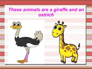 These animals are a giraffe and an
ostrich
 
