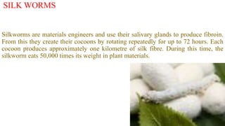 SILK WORMS
Silkworms are materials engineers and use their salivary glands to produce fibroin.
From this they create their cocoons by rotating repeatedly for up to 72 hours. Each
cocoon produces approximately one kilometre of silk fibre. During this time, the
silkworm eats 50,000 times its weight in plant materials.
 