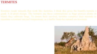 TERMITES
Termites create mounds that work like factories. I think this gives the humble termite a
grade A in plant design. The termites use these constructions as huge process plants in
which they cultivate fungi. To ensure their survival, termites construct their mounds to
maintain a constant internal temperature, as a buffer from the natural environment.
 