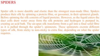 SPIDERS
Spider silk is more durable and elastic than the strongest man-made fibre. Spiders
produce their silk by spinning a protein fibre, or gossamer, in their spinneret glands.
Before spinning the silk consists of liquid proteins. However, as the liquid enters the
duct cells draw water away from the silk proteins and hydrogen is pumped in,
creating an acid bath. The un-spun silk transforms from a gel into a final solid fibre
as it is pulled through the spider’s spinnerets. These spinnerets excrete different
types of silk, from sticky to non-sticky to extra fine, depending on what the spider
requires.
 
