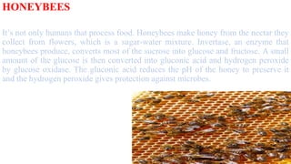 HONEYBEES
It’s not only humans that process food. Honeybees make honey from the nectar they
collect from flowers, which is a sugar-water mixture. Invertase, an enzyme that
honeybees produce, converts most of the sucrose into glucose and fructose. A small
amount of the glucose is then converted into gluconic acid and hydrogen peroxide
by glucose oxidase. The gluconic acid reduces the pH of the honey to preserve it
and the hydrogen peroxide gives protection against microbes.
 