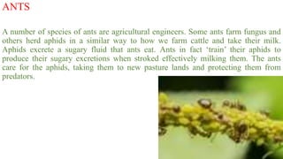 ANTS
A number of species of ants are agricultural engineers. Some ants farm fungus and
others herd aphids in a similar way to how we farm cattle and take their milk.
Aphids excrete a sugary fluid that ants eat. Ants in fact ‘train’ their aphids to
produce their sugary excretions when stroked effectively milking them. The ants
care for the aphids, taking them to new pasture lands and protecting them from
predators.
 