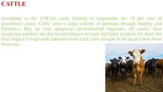 CATTLE
According to the UNFAO cattle farming is responsible for 18 per cent of
greenhouse gases. Cattle emit a large volume of methane through burping and
flatulence, they are very dangerous environmental engineers. Of course, their
increasing numbers are due to our reliance on meat and dairy products for food, but
their impact is huge with emission from cattle now thought to be greater than those
from cars.
 